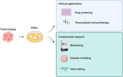 Frontiers | Organoid Factory: The Recent Role Of The Human Induced ...